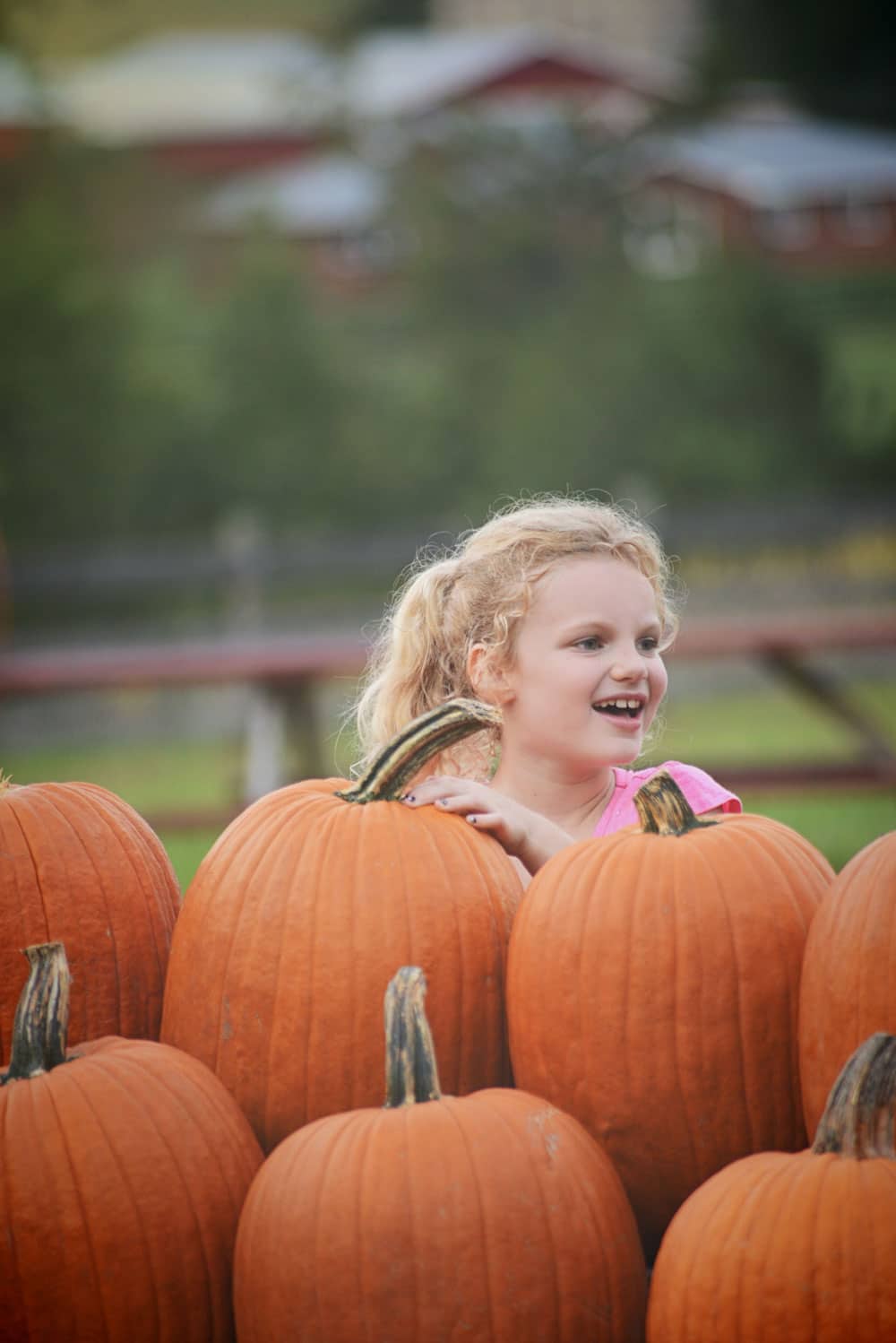 huckleberry-farm-3