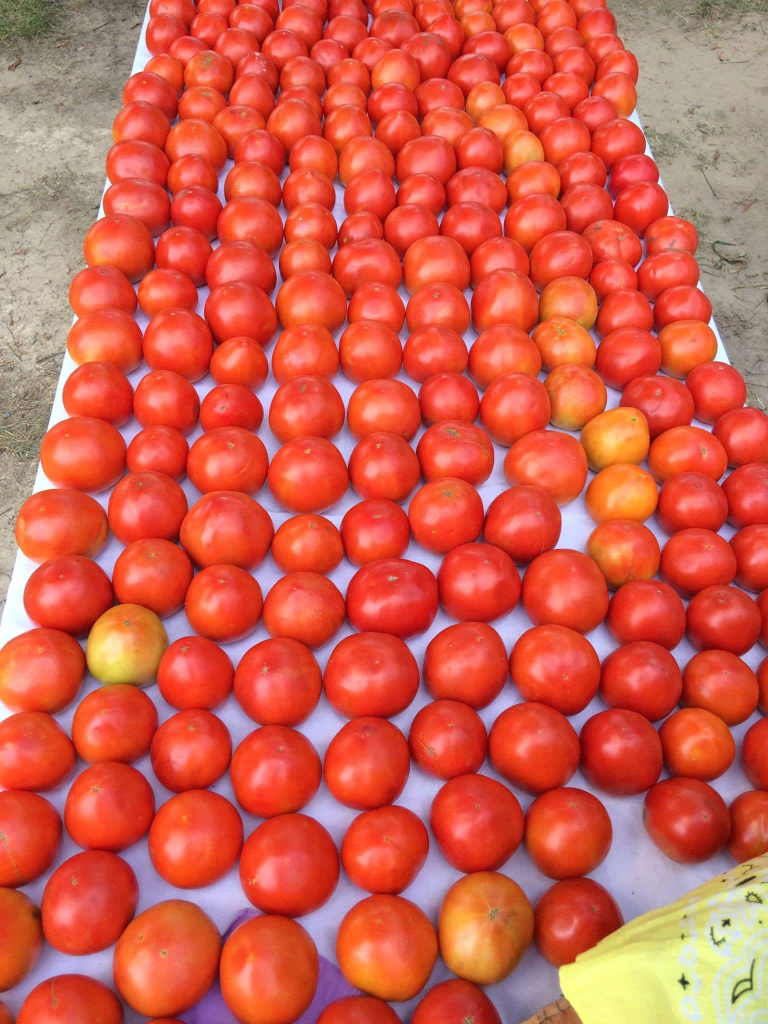 Fear tomatoes