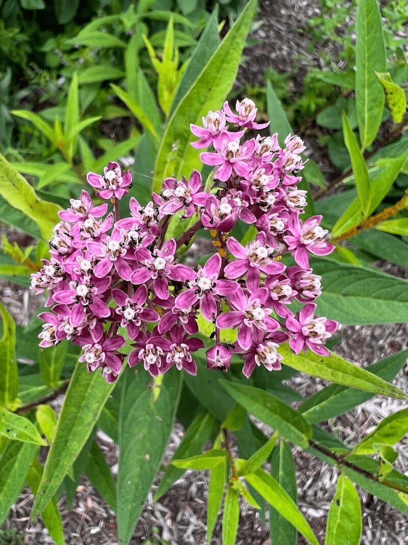Spring-gardening-tips-Asclepias-incarnata