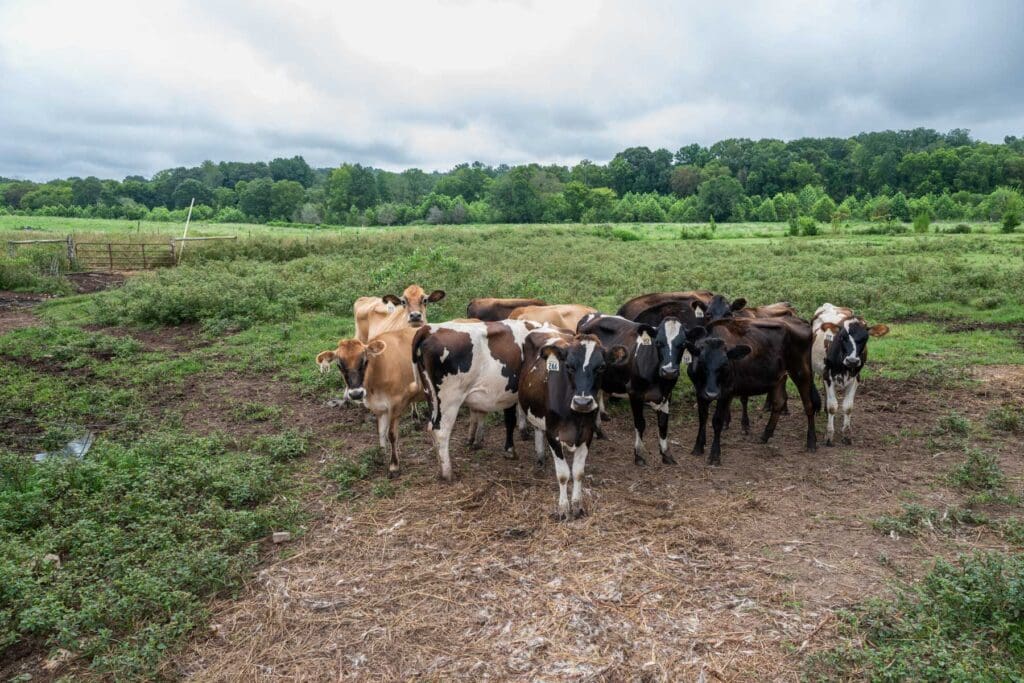 Lindale Farms’ cows content in the pasture