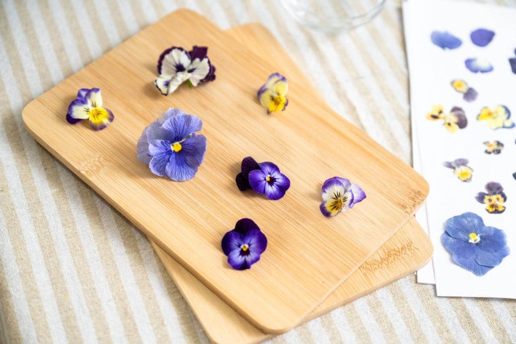 Fresh pansy flowers arranged on wooden boards for a flower pressing craft.