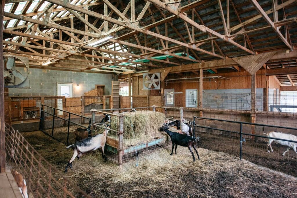 Dairy goats eating hay inside the barn at The Inn at Celebrity Dairy in rural North Carolina.