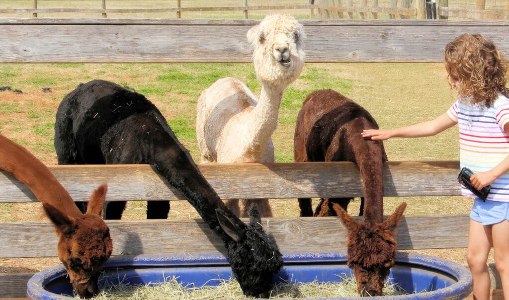 Alpacas eat grass as a girl pets one.