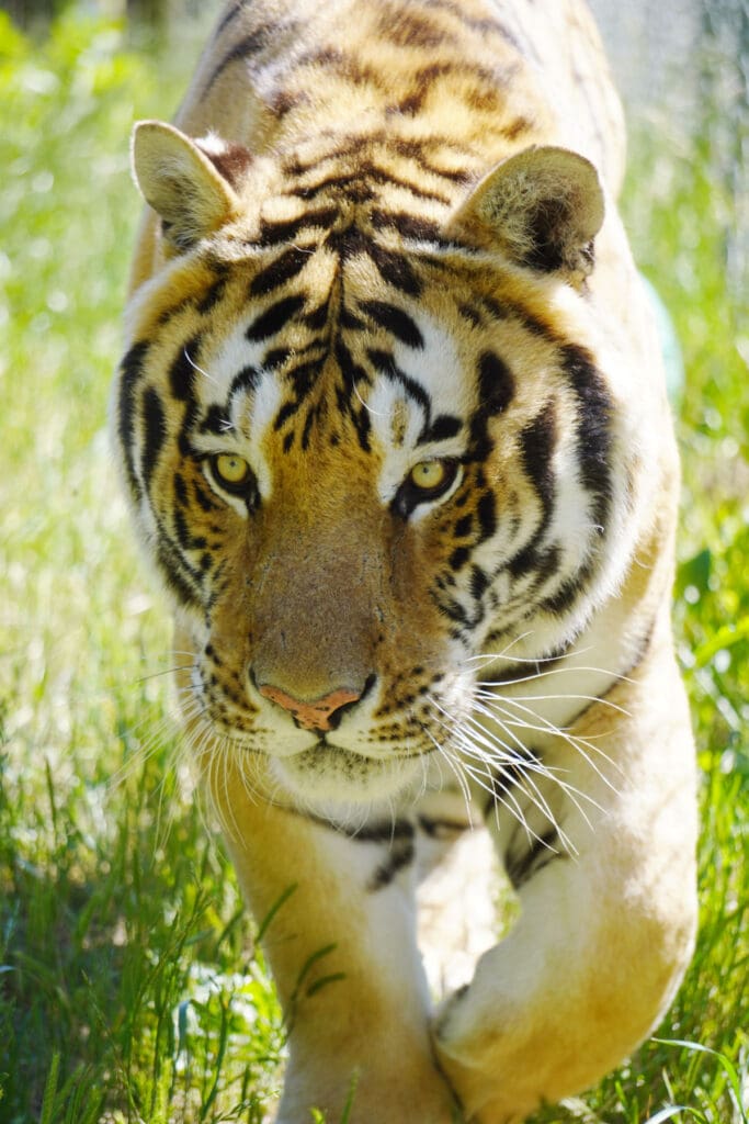 A tiger.